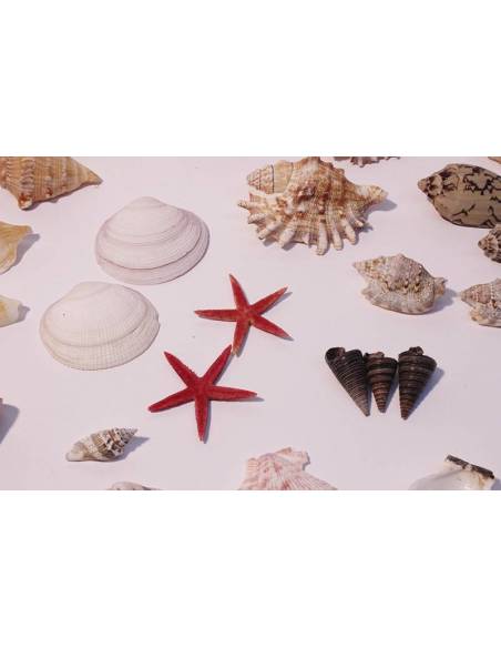 Cesta  de conchas surtidas