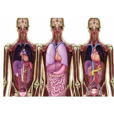 Resonancias magnéticas cuerpo humano Roylco Ciencia y medio ambiente